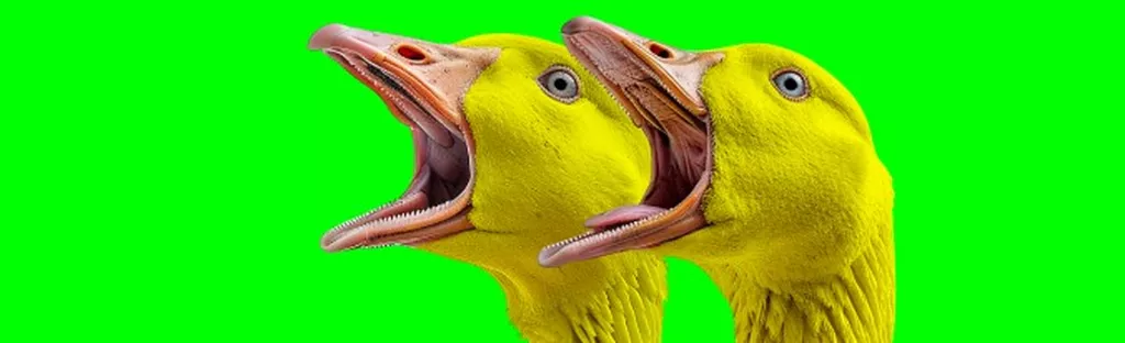 Картинка бонуса